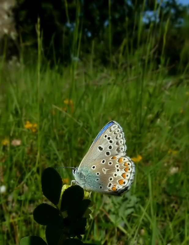 ....Quegli strani bellargus